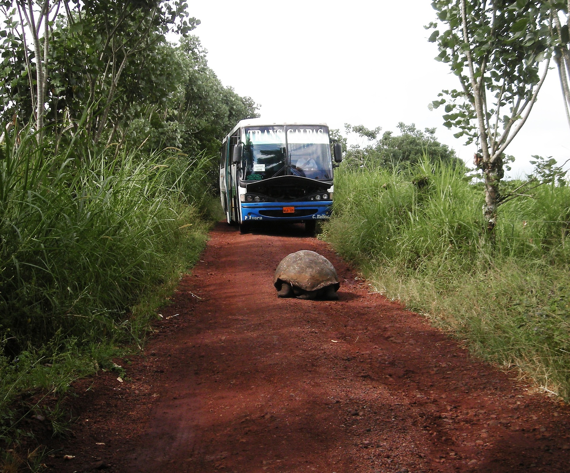 This is a photograph of a dirt road in a tropical location where a giant tortoise is blocking the path of an oncoming bus.