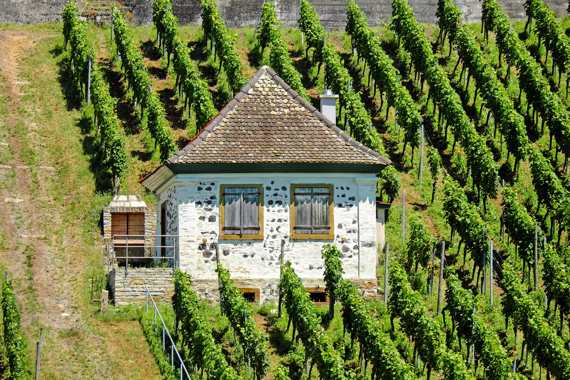 This is a photograph of a small stone house in a vineyard. 