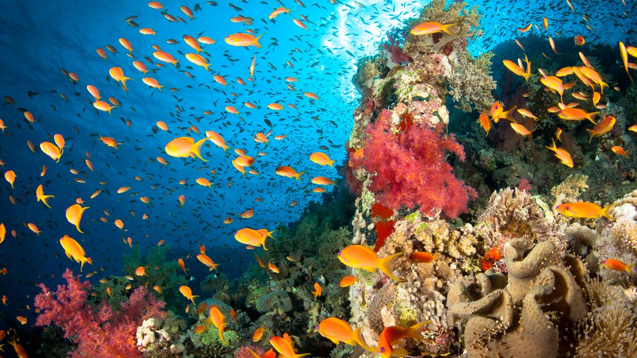 This is an underwater photograph of a coral reef. Different types of coral in a variety of colours are shown, and many orange fish are visible.