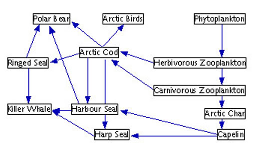 A food web for the Arctic has been created.  It demonstrates the links between various organisms such as phytoplankton, fish, seals, whales and polar bears.  