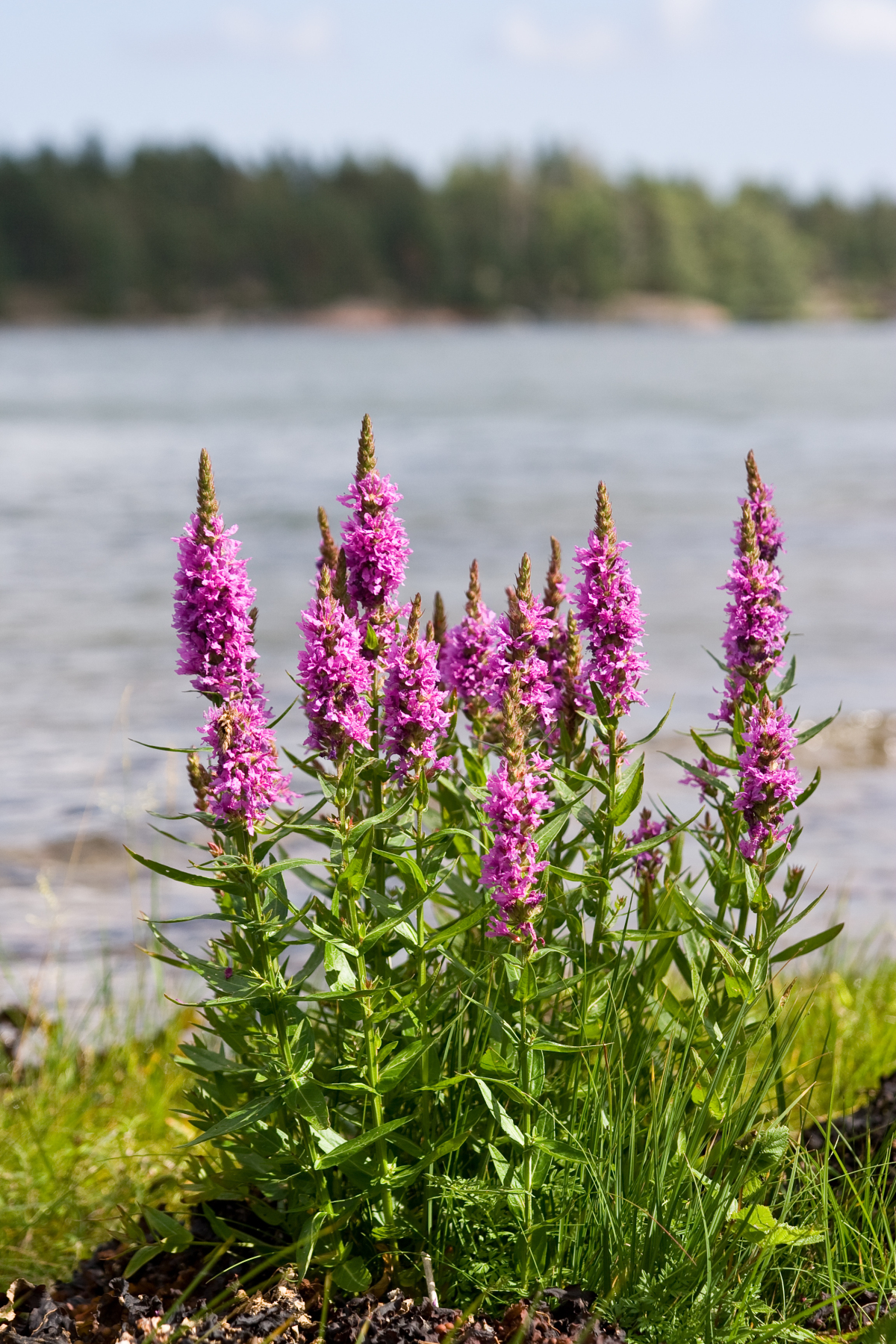 A tall purple flowered plant with a green stem is situated in the foreground and a lake can be seen in the background.
