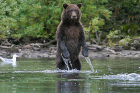  A grizzly bear stands upright in a stream.  Water drips from its paws.