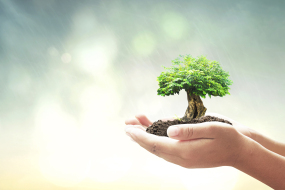Human handing big tree over blurred nature background.
