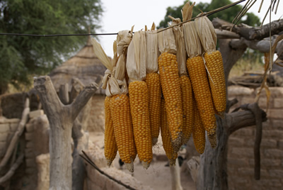 Several cobs of corn hanging from a line.