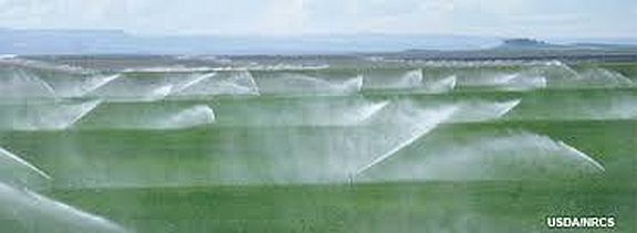 This is a photograph of a farm field being irrigated by sprinklers. The ground is green and more than 20 sprinklers are visible.