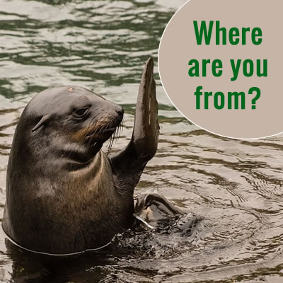 seal lion asking where are you from?