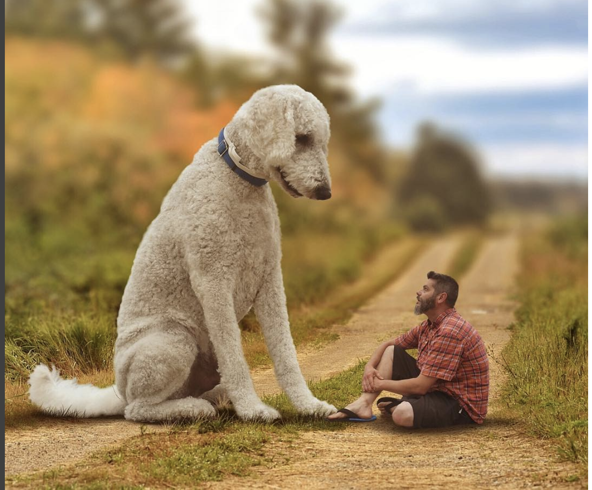 This is an image of a man that is sitting on a dirt path out in nature surrounded by grass and trees. In front of him and looking back at him is a white-haired dog that is approximately four times his size, sitting, and looking down over the man.