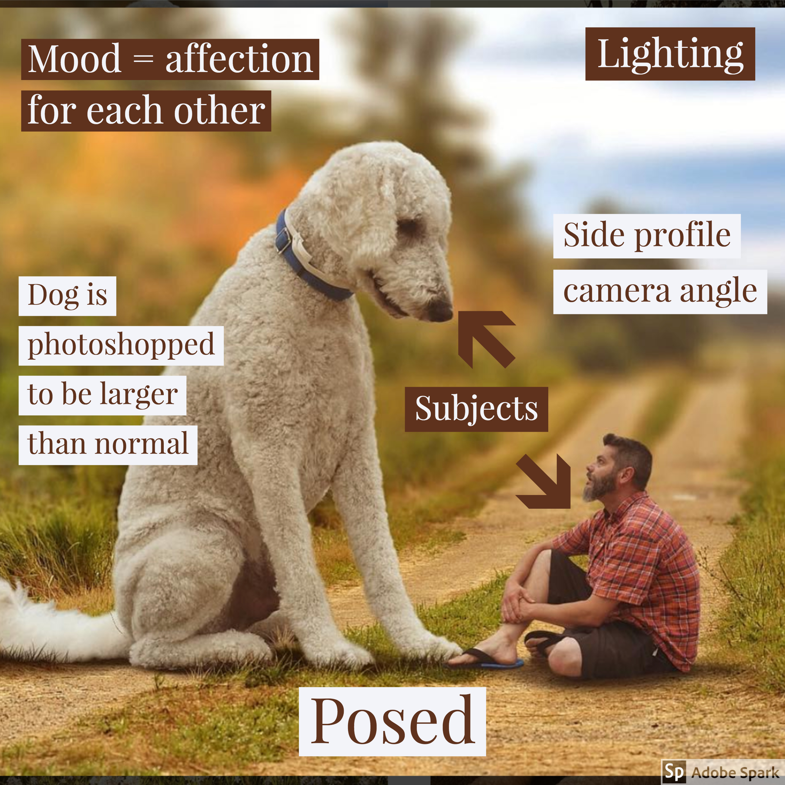 This is an image of a man sitting on a dirt path out in nature surrounded by grass and trees. In front of him and looking back at him is a white-haired dog that is approximately four times his size, sitting, and looking down over the man. On top of the image is text stating posed.  Text in the top left states the mood equals affection for each other.  The text lighting appears on top of the bright sky in the background, and side profile camera angle indicates both the dog and man are photographed in a side profile.  Text also indicates the dog is photoshopped to be larger than normal, and subjects have arrows pointing to them showing they are the dog and the man.