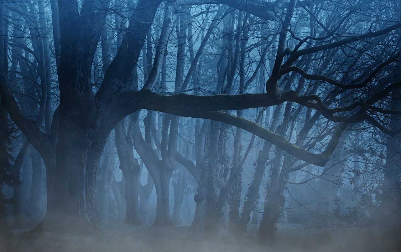 This is an image of a dark, fog filled forest; the trees have no leaves.