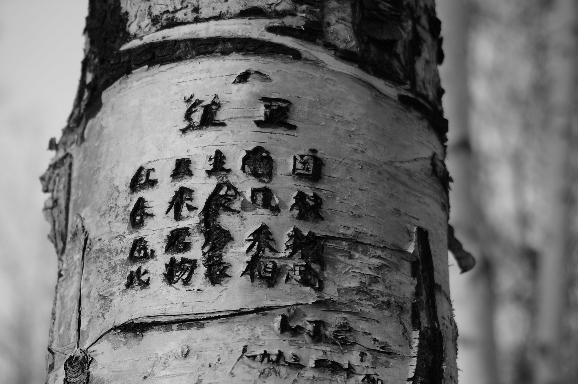This is a black and white image of a tree with a poem written in Mandarin carved into the bark of its trunk.