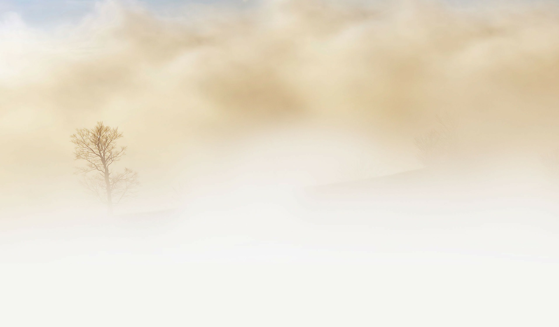 This is an image of a single, barren tree almost completely surrounded by a dense, hazy brownish fog.