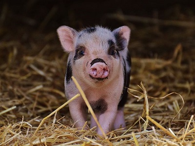 An image of a small pig.