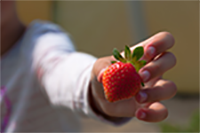 This is an image of a close up of a child’s hands holding a red, plump strawberry.