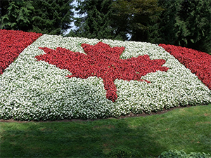 This is an image of the Canadian flag that is made up of small red and white flowers.