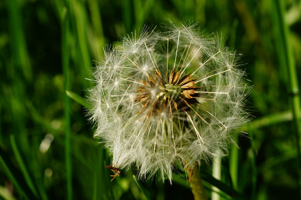 This is an image of a dandelion that is about to spread its seeds.