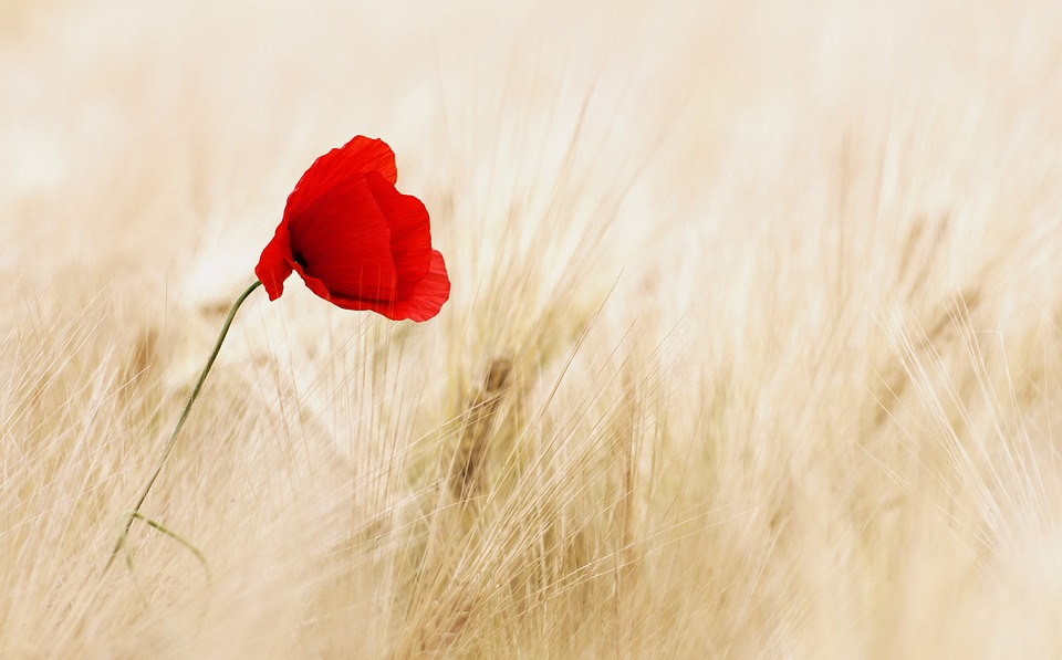 This is an image of a single red flower in a field of yellow grass.