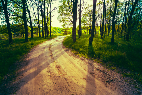 This is an image of a single path in a forest leading to a setting sun.