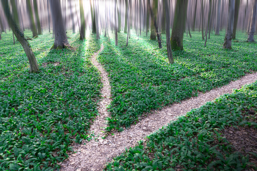 This is an image a path diverging in the forest.