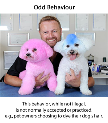 This is a photograph of a man holding a pink poodle in one hand and a white poodle with blue highlights in his other hand.