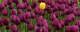 This is a photograph of many purple tulips and one yellow tulip.