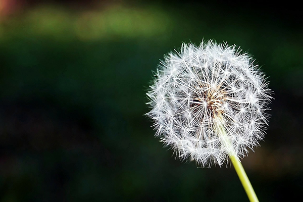 This is an image of a flower.