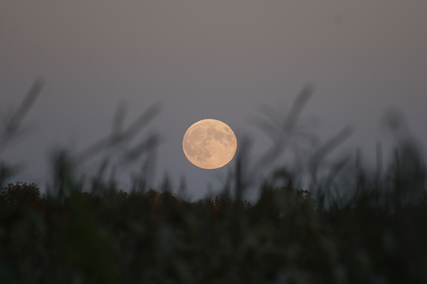 This is the image of moon rising over a field.