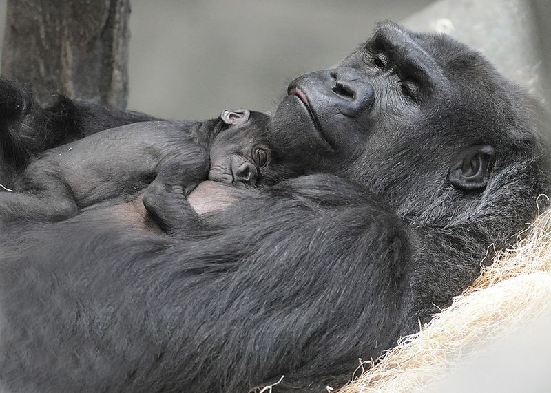 This image is a close-up of a gorilla with a baby gorilla resting on her chest.  They are both asleep.