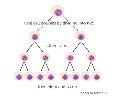 This is an image of one cell dividing into two; then the two cells dividing into 4; then the 4 cells dividing into 8. 