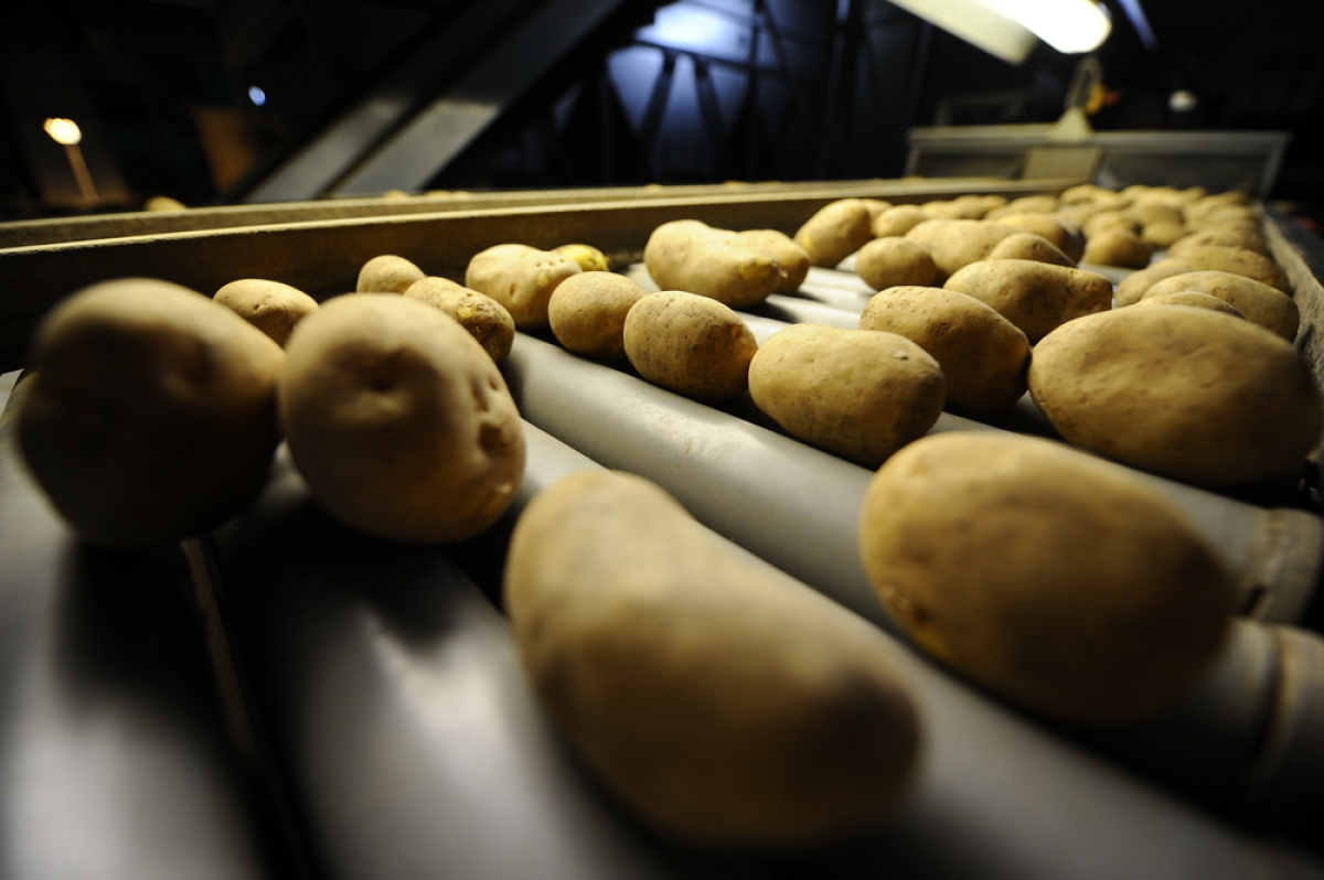 This is an image of potatoes on a conveyor belt.