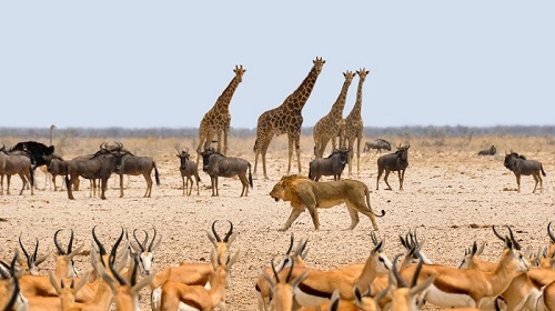 An image of an African Savana with a number of animals including a lion, giraffes and water buffalo. 