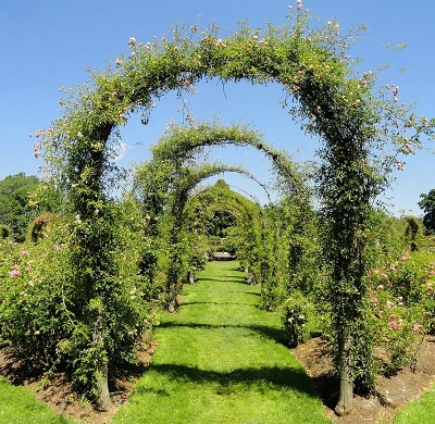 An image of a garden trellis in a parabolic shape.