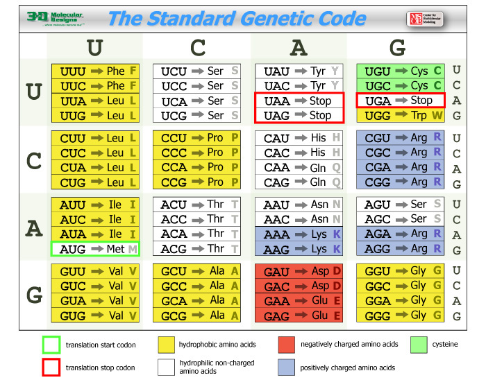 This is a table of the Standard Genetic Code.
