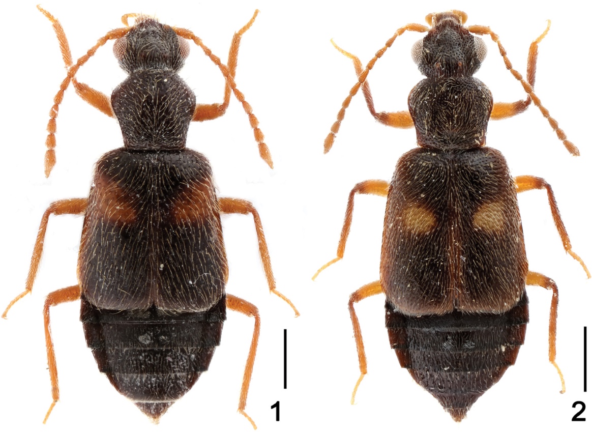 This is an image of two newly discovered beetles of the species Lestiva. Except for a few subtle differences, the beetles look very similar. Both are dark brown in colour, with six legs and two antenna each. The differences are as follows. The elytron, or hard wing covering, has reddish elongated markings on the beetle to the left, while the markings are more round and tan coloured on the beetle to the right. The abdomen on the left beetle is rounded, while the right beetle has a more tapered abdomen. The legs on the beetle to the left are longer and less translucent as compared to the one on the right. 