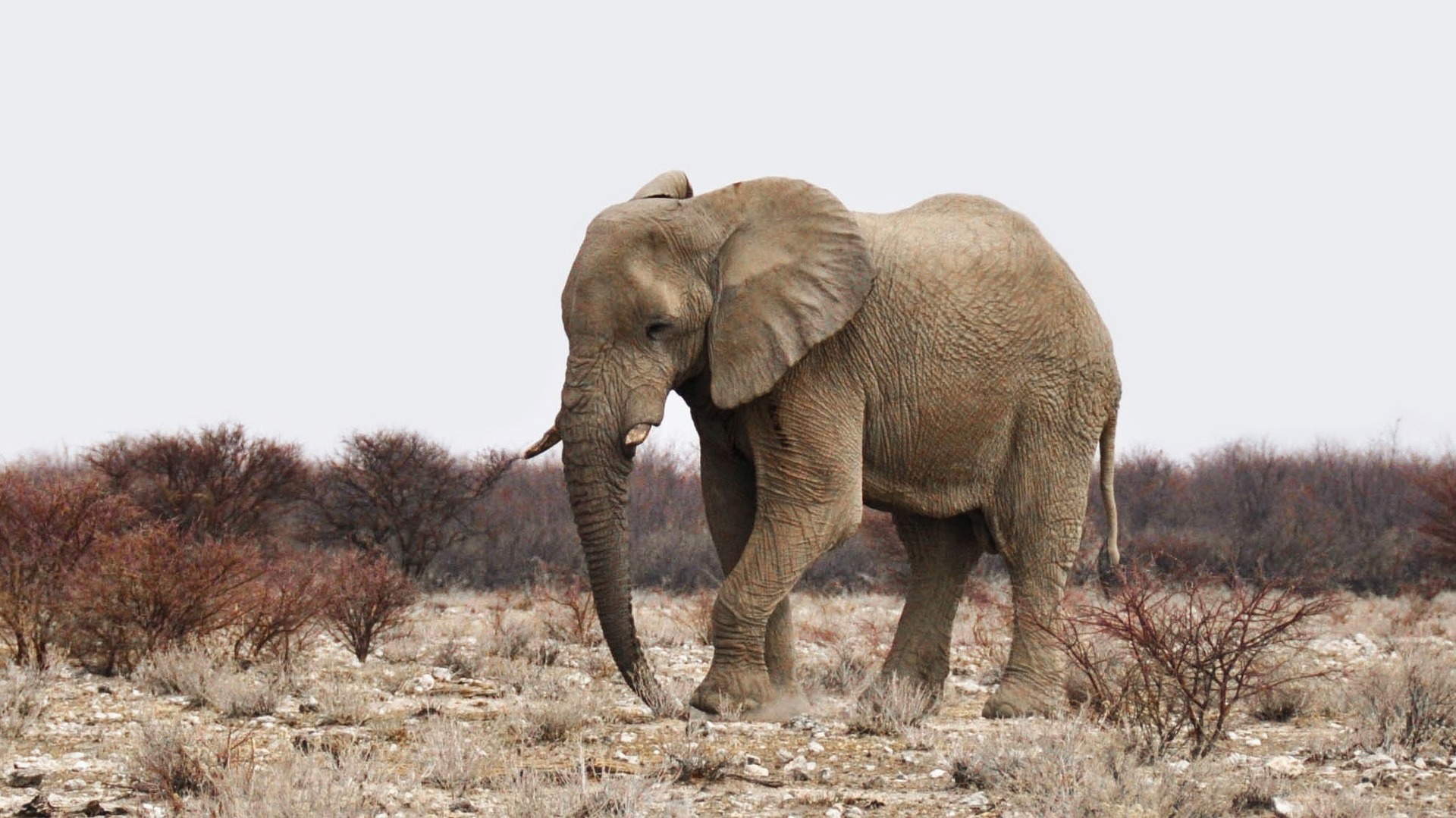 This is an image of an African elephant walking through a grassland setting with low-lying shrubs scattered about. The grass is dry and yellow, while the shrubs are reddish brown with no green foliage. The sky is grey. 