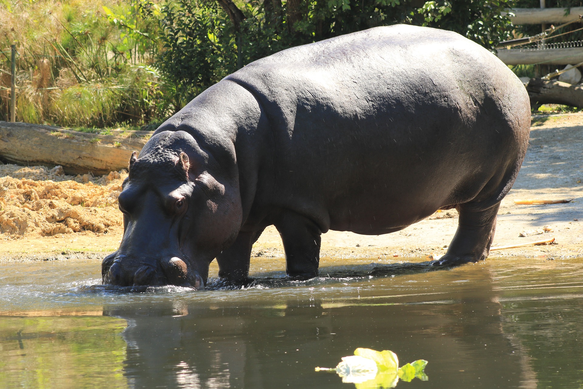 This is an image of a hippopotamus standing at the edge of a river taking a drink. In the background there are green bushes, and a water plant can be seen floating in the river in front of the animal. The sun is shining, and the hippo is reflected in the water.