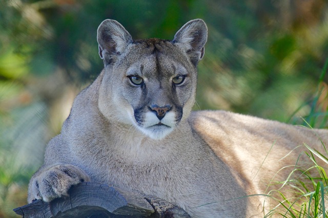 This is an image of a cougar resting on a log.