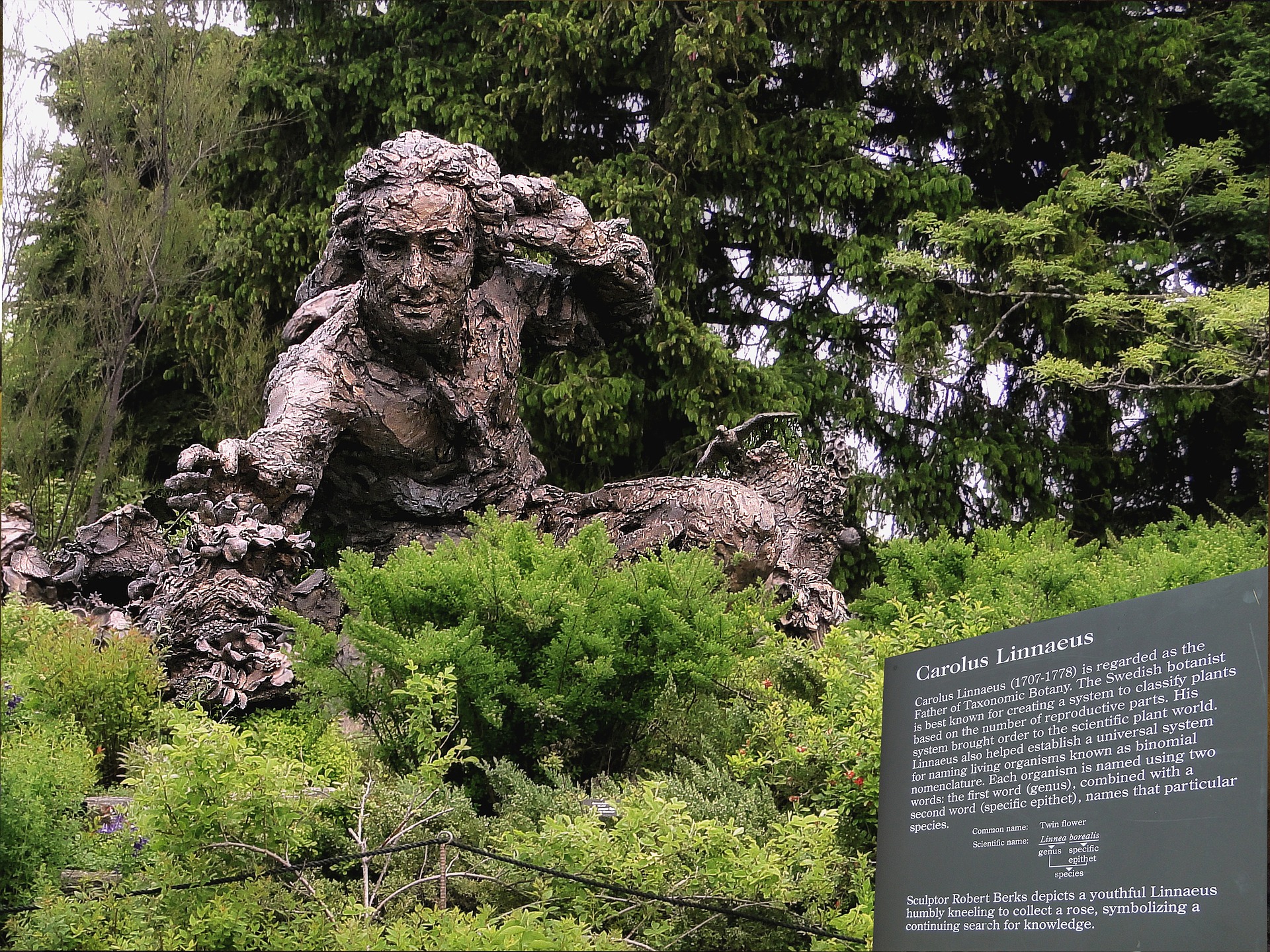 This is an image of a bronze sculpture of Carolus Linnaeus. The monument is among a number of green trees and shrubs. An information plaque located in the bottom right of the image states, ‘Carolus Linnaeus (1707-1778) is regarded as the father of Taxonomic Botany. The Swedish botanist is best known for creating a system to classify plants based on the number of reproductive parts. His system brought order to the scientific plants world. Linnaeus also helped establish a universal system for naming living organisms known as binomial nomenclature. Each organism is named using two words: the first word (genus), combined with a second word (specific epithet), names that particular species. The common name of Twin Flower has a scientific name Linnea borealis. Sculptor Robert Berks depicts a youthful Linnaeus humbly kneeling to collect a rose, symbolizing a continuing search for knowledge’.