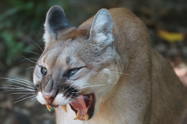 This is an image of a mountain lion baring its teeth.