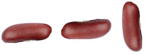 This is an image of three bean seeds arranged in a row on a white background. The seed coat on each is a reddish-brown. The seed on the left has the hilum pointed down, the middle seed has the hilum pointing up, and the seed on the right has the hilum on the right side.
