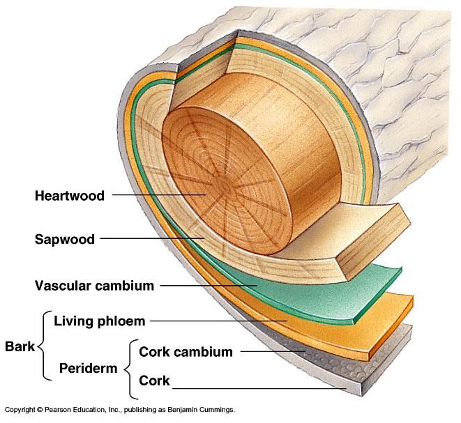 This is a diagram of a tree trunk running diagonally on a white background. The crosscut is visible on the bottom end of the trunk. The crosscut shows five different layers of the trunk, and each is peeled away slightly to show them as distinct layers. The centre section is brown and labelled ‘Heartwood.’ The next section out is tan and labelled ‘Sapwood.’ The next layer is green and labelled ‘Vascular cambium.’ The next layer out is orange and labelled ‘Living phloem.’ The next layer is grey. The inside surface is labelled ‘Cork cambium’, and the thicker, outer surface is labelled ‘Cork.’ A brackets on the left that encompass both the Cork cambium and the Cork labels and itself is labelled as ‘Periderm.’ This Periderm label, along with the Living phloem label above are encompassed by a bracket to the left which is labelled ‘Bark.’