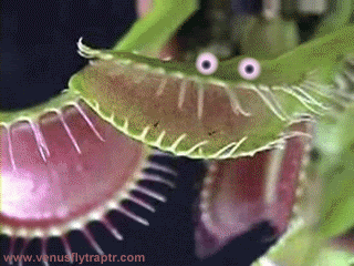 This is an animated gif of a Venus flytrap plant opening and closing one of its leaf blades. There are a pair of googly eyes superimposed on the top of the leaf blade so that it looks like it is a mouth that is opening and closing. Other open leaf blades are visible in the background.