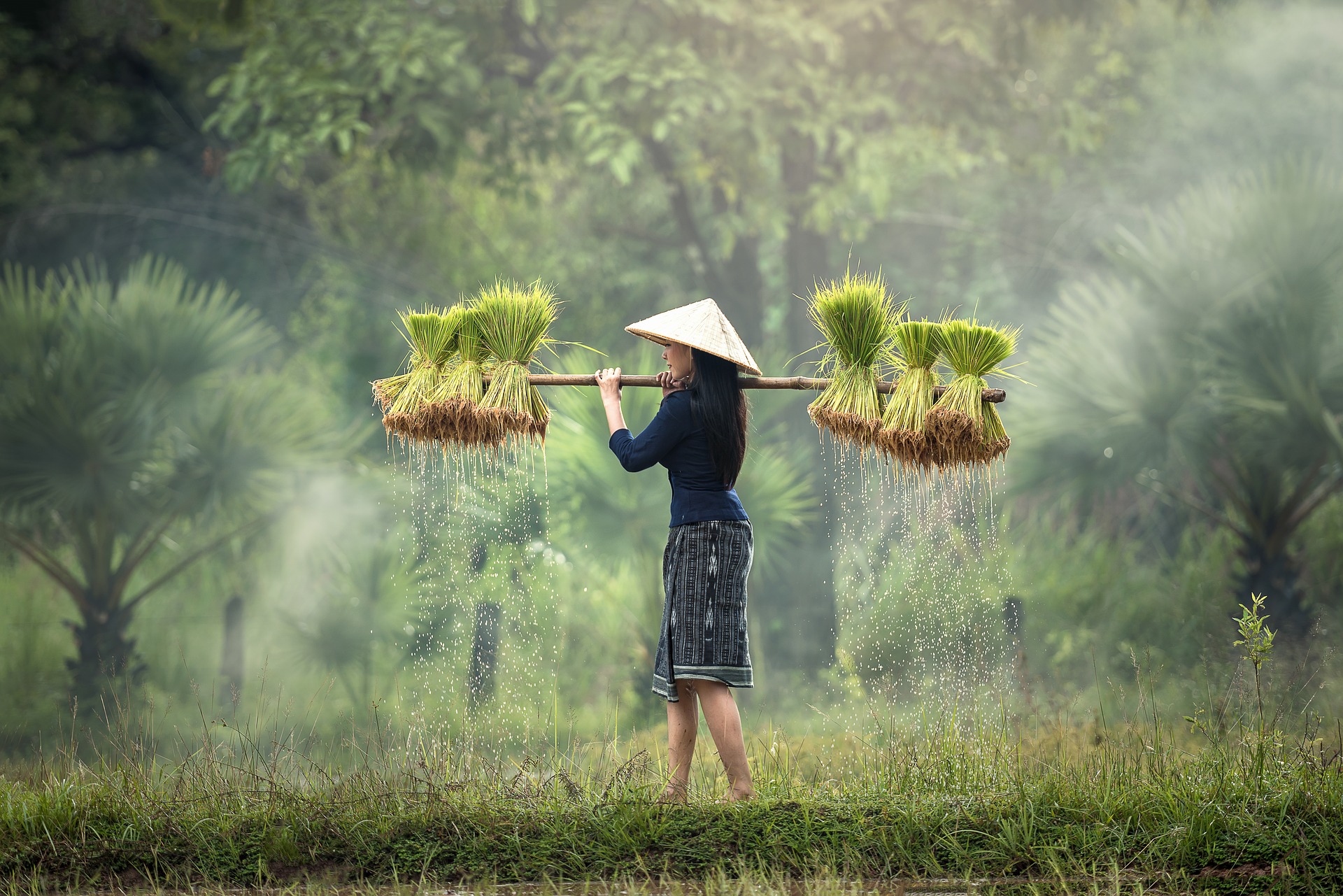 This is an image of a woman wearing a blue and white skirt and a blue shirt and pyramid-shaped grass hat walking through a rice paddy. The background shows blurred trees. She is carrying a stick over her shoulder with three bushels of rice plants hanging off each end. Water is visible running off the bushels.