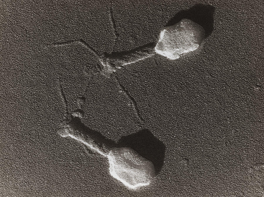 This is an image of a micrograph showing two bacteriophages viruses at very high magnification. Each virus has a geometrical head and a tube-like tail with long strands like legs protruding from the end.