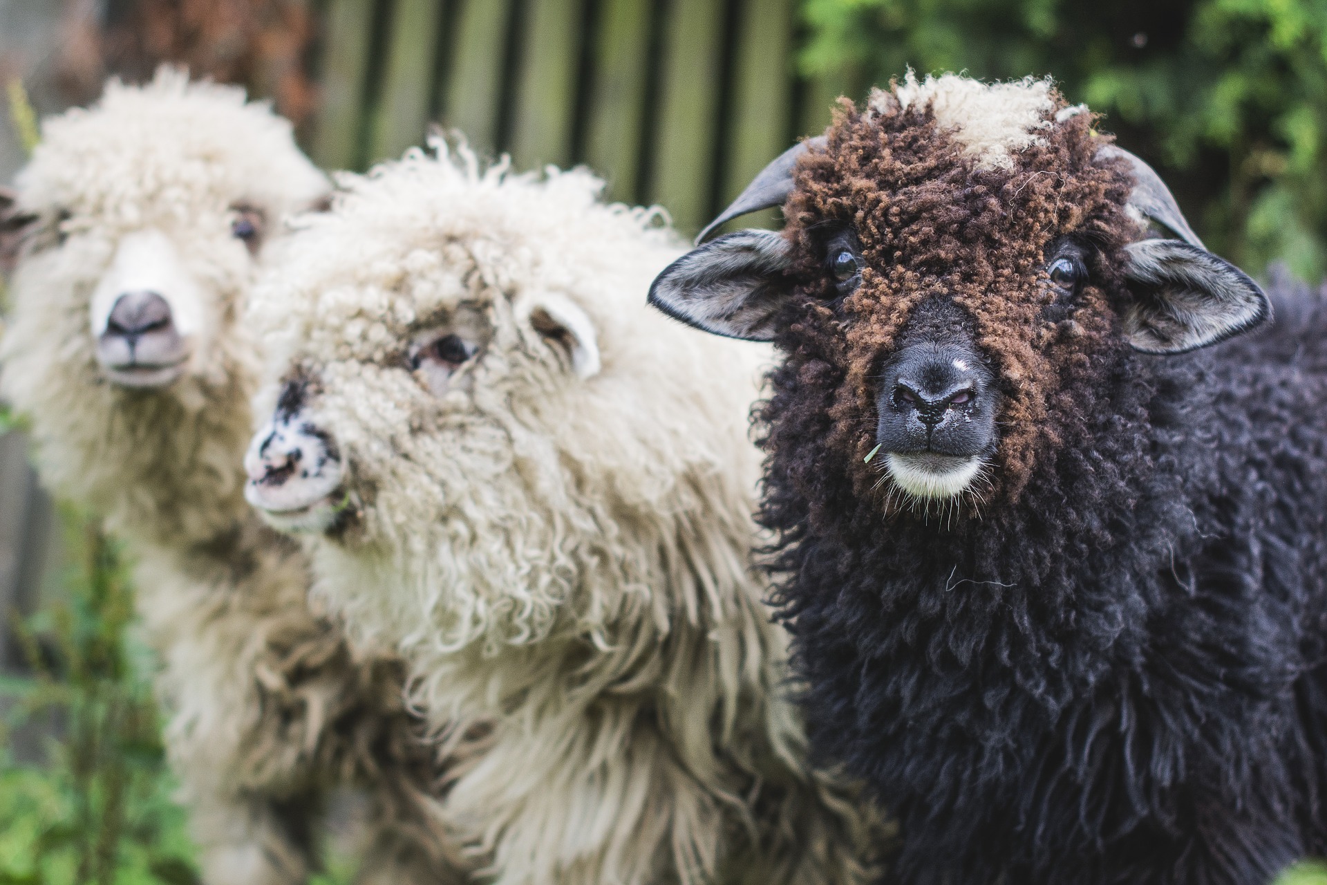 This is an image of three sheep in a row. Only the head and shoulders of each sheep can be seen in the image. The background shows a blurred wooden fence and leaves on trees. The two sheep on the left are white, while the sheep on the right is black with a brown face and a tuft of white at the top of the head. The black sheep has small and turned down black horns.