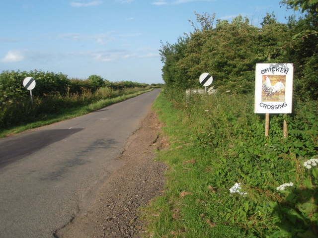 This is an image of a narrow, paved road starting from the bottom-left of the image and going off into the distance in the centre of the image. Both sides of the road is lined with thick brush and trees. There is a round, white sign with a black diagonal line through it on both sides of the road. The horizon is blue, sunny sky with wispy clouds. Further over to the centre-right of the image is a white sign with an image of a chicken with the wording ‘Chicken Crossing’ on it.