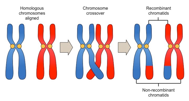 This is an image of three pair of chromosomes in a row. Each chromosome is in the shape of an X, and they are the same shape and size. In the centre of each X, there are two small yellow circles, depicting the location of the centromere. In each pair, the chromosome on the left is blue, while the chromosome on the right is red.  Over the first set of chromosomes on the right, a label above the pair states, ‘Homologous chromosomes aligned.’ A grey, right pointing arrow is located to the right of the first pair and points to the next pair in the row. This second pair of chromosomes looks similar to the first pair, only the right-lower arm of the left chromosome and the left-lower arm of the chromosome on the right are stretched toward each other and cross over. The label about this central set of chromosomes states, ‘Chromosome crossover.’ Another grey, right pointing arrow is located to the right of the central pair and points to the last pair in the row to the right. Again, these two chromosomes look similar to the other chromosomes. The lower arms on this pair are not crossed over like in the central pair, but the right-lower arm of the left chromosome now has a red tip and the left-lower arm of the chromosome on the right has a blue tip, indicating that sections were exchanged between the two. The label on top of the rightmost chromosome pair states, ‘Recombinant chromatids’ and points to the half of each chromosome X-shape that now has a different coloured tip. A label below the rightmost chromosome pair states, ‘Non-recombinant chromatids’ and points to the half of each chromosome that has not been modified.