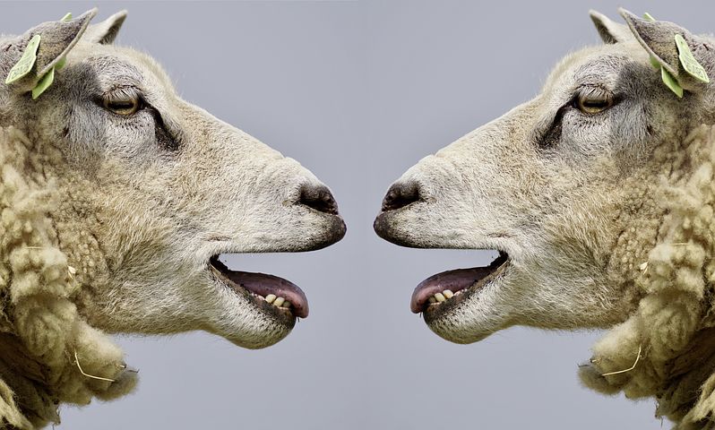 An image of two identical white sheep facing each other. The image is a side view of the heads only. The sheep have their mouth open and their tongue is protruding slightly over their teeth. On the ear of each sheep is a green tag. The background is grey.