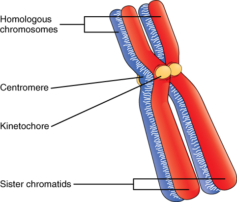 This is a diagram of two X shaped chromosomes beside each other. The chromosomes look identical to one another, and are drawn with a series of coloured bands running horizontally across the chromosomes. The bands, from top to bottom, are dark green, baby blue, light green, orange, light green, pink, dark green, baby blue, pink, and peach. The chromosome on the left has lines pointing to each lower ‘arm’ of the X labelled ‘Sister chromatids.’ The chromosome on the right has the label ‘One duplicated chromosome’ below it, with a bracket to indicate that the label applies to the entire chromosome. The right chromosome has an additional label on the right that says, ‘Centromere’ with a line pointing to the centre of the chromosome where all four arms meet at the centre of the X shape. At the top of the image is the label, ‘Homologous pair of chromosomes’, which a bracket that indicates that the label applies to both X-shaped chromosomes together.