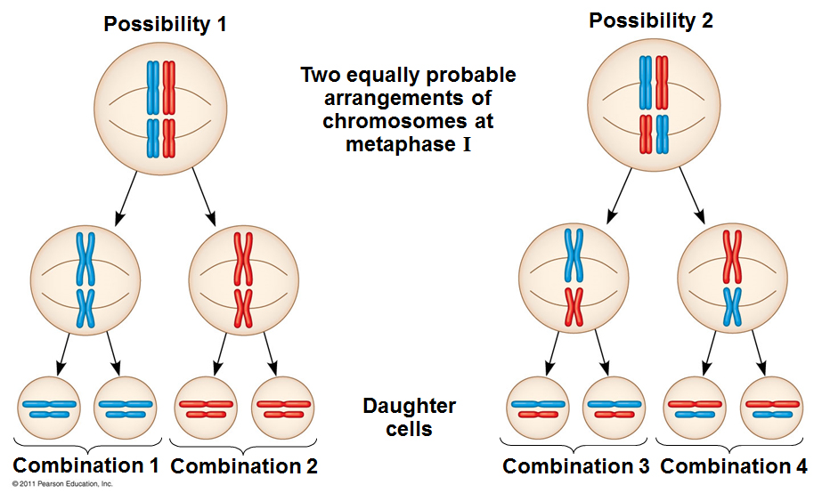 This is a diagram of two pyramids of round cells beside each other. Each pyramid is made of three levels. The top level is a single circle, the next level is two circles, and the third level is made up of four smaller circles. Arrows below the first two levels indicate that each circle has split into the cells seen in the next level down. The pyramid on the left has the label ‘Possibility 1’ above it.  The top circle contains four X-shaped chromosomes arranged into two pairs, one above the other. The chromosome on the left of the top pair is blue, and the chromosome to the left of it is red. The pair below that looks identical to the one above it, blue on the right and red on the left. In the next level down, the circle on the left contains the two blue chromosomes from the level above, one above the other. The circle on the right contains the two red chromosomes from the level above, one above the other. On the next level down, the two leftmost circles each contain the two blue halves of a single X -shaped chromosome, arranged with one above the other. These two circles have the label ‘Combination 1’ below them, with a bracket indicating that the label applies to both circles. The two rightmost circles each contain the two red halves of a single X -shaped chromosome, arranged with one above the other. These two circles have the label ‘Combination 2’ below them, with a bracket indicating that the label applies to both circles. The pyramid to the right of the image has the same basic arrangement but with different colour combinations and the label above it reads, ‘Possibility 2.’ The top circle contains four X-shaped chromosomes arranged into two pairs, one above the other. The chromosome on the left of the top pair is blue, and the chromosome to the left of it is red. The pair below that looks identical to the one above it, but the colours are reversed. Red on the right and blue on the left. In the next level down, the circle on the left contains two chromosomes from the level above, blue above the red. The circle on the right contains two chromosomes as well, only red above blue. On the next level down, the two leftmost circles each contain two halves of a single X -shaped chromosome, arranged with a blue half above a red half. These two circles have the label ‘Combination 3’ below them, with a bracket indicating that the label applies to both circles. The two rightmost circles each contain two halves of a single X -shaped chromosome, arranged with a red half above a blue half. These two circles have the label ‘Combination 4’ below them, with a bracket indicating that the label applies to both circles. In the space between the two pyramids, a label at the top reads, ‘Two equally probable arrangements of chromosomes at metaphase I.’ Near the bottom of the space, and beside the lowest level of each pyramid, is a label that reads, ‘Daughter cells.’