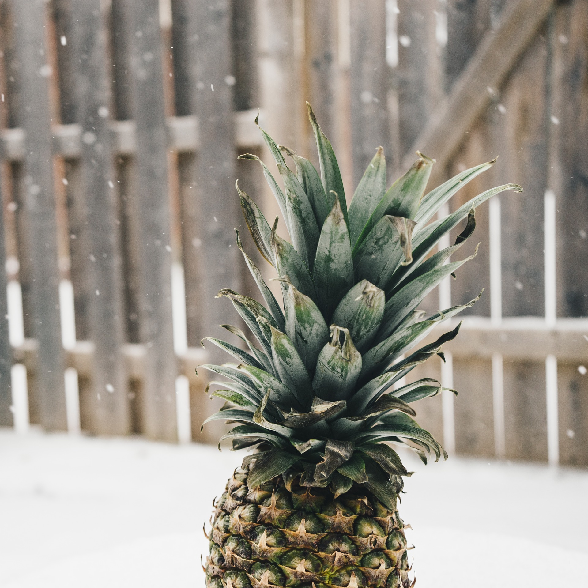This is an image of the upper half of a pineapple. The pineapple is at the lower-centre of the image, and in the background is a blurred wooden fence and snow is on the ground. The intention of the image is to depict randomness.